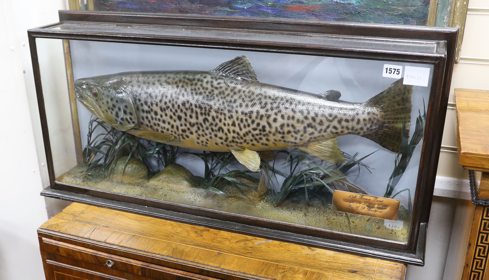 A cased taxidermy 13lb brown trout, overall 43 x 89 x 17cm